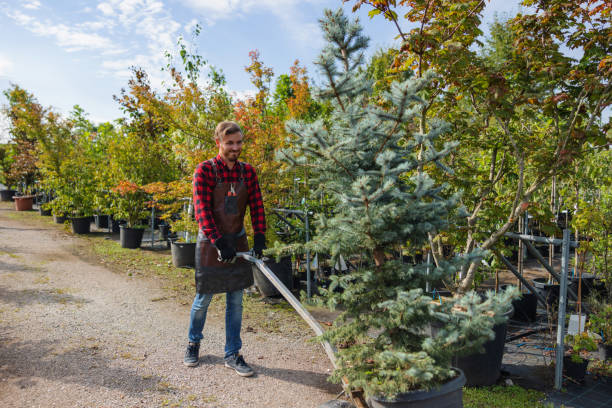 Best Large Tree Removal  in Robinson, TX